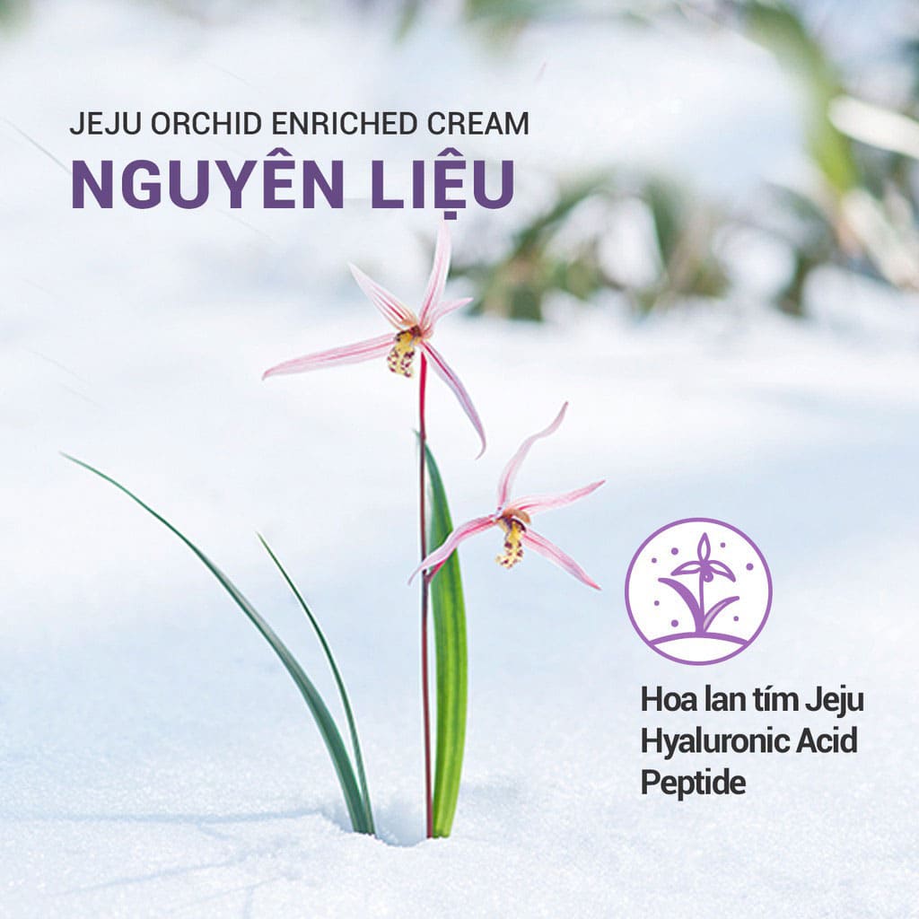 Kem dưỡng ẩm Innisfree Jeju Orchid Enriched Cream ngừa lão hóa 50ml